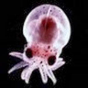 Meet your Posher, Scribbled